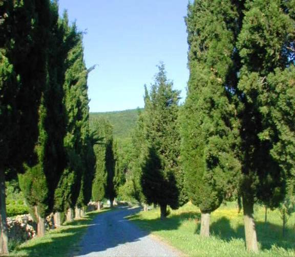 Agriturismo Natura E Salute San Gimignano Eksteriør billede