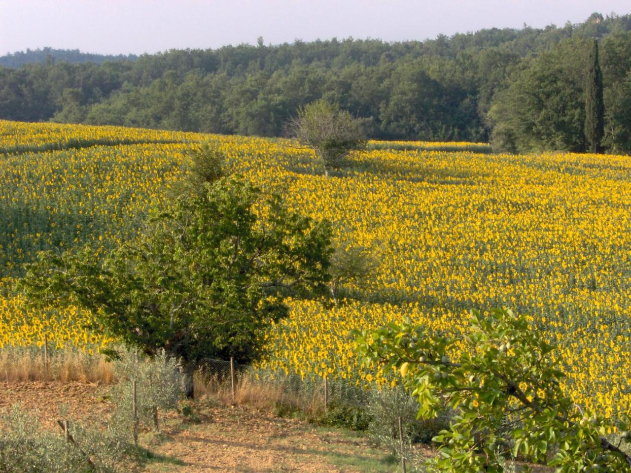 Agriturismo Natura E Salute San Gimignano Eksteriør billede